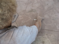 Shipley's-decorative-sidewalk_0073